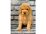 GERÇEK ORJİNAL MALTİPOO BEBEKLER POODLE AYARINDA