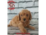 EN ÖZEL RENKLERDE RED BROWN TOY POODLE YAVRULARIMIZ