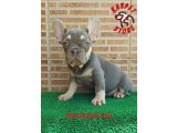 2,5 AYLIK ERKEK FRENCH BULLDOG BLUE TAN - AŞILI KARNELİ ÇİPLİ