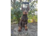 Orjinal Kızıl ve siyah Estetikli Doberman