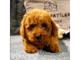 EN ÖZEL RENKTE RED BROWN TOY POODLE YAVRULARIMIZ