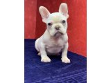 MUHTEŞEM GÜZELLİKTE FRENCH BULLDOG PLATİNYUM BEBEKLER