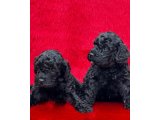 SİYAH RENK TOY POODLE DİŞİ VE ERKEK YAVRULARIMIZ