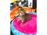 SÜPER KALİTE SCOTTİSH FOLD GOLDEN TABBY YAVRULAR