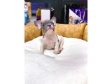 ÇOK NADİR BLUE PİED ERKEK FRENCH BULLDOG YAVRUMUZ