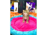 A KALİTE BRİTİSH SHORTHAİR GOLDEN TABBY YAVRULAR