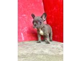 ORJİNAL BLUE ERKEK FRENCH BULLDOG