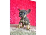 NADİR BULUNAN RENK BLUE TAN ERKEK FRENCH BULLDOG 