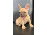 Süper Güzelli̇kte French Bulldog Blue Fawn Erkek Yavru