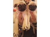 BURSADAN ERKEK PUG (MOPS) YAVRULAR 0538 977 17 76