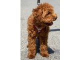 ORJİ̇NAL TOY POODLE RED BROWN ERKEK YAVRUMUZ