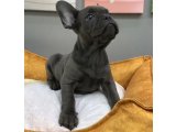 Muhteşem Güzellikte French Bulldog Blue Erkek Yavrumuz