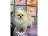 1 Yaşında Muhteşem Teacup Pomeranian Boo