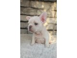 MUHTEŞEM GÜZELLİKTE FRENCH BULLDOG PLATİNYUM ERKEK YAVRUMUZ